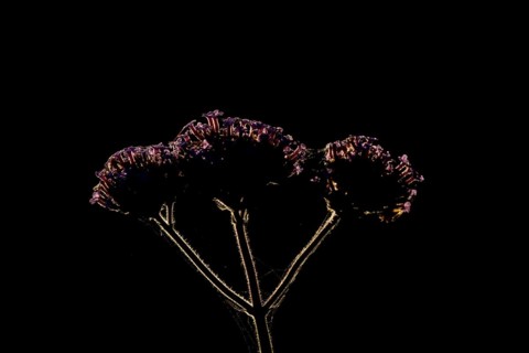 Verbena bonariensis three garden flowers backlit in summer, England, United Kingdom