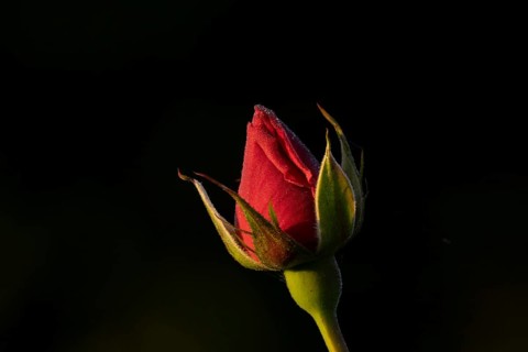 English rose single red garden flower bud in summer, England, United Kingdom