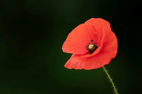 Common field poppy (Papaver rhoeas) single red wildflower flower in summer, England, United Kingdom