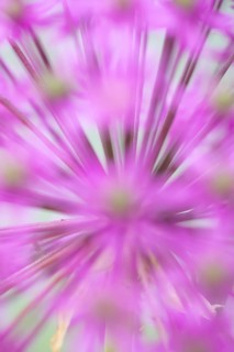 Allium single purple garden flower spike in summer, England, United Kingdom