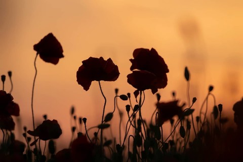 Common field poppy (Papaver rhoeas) silhouette of a wildflower field of red poppies in summer at