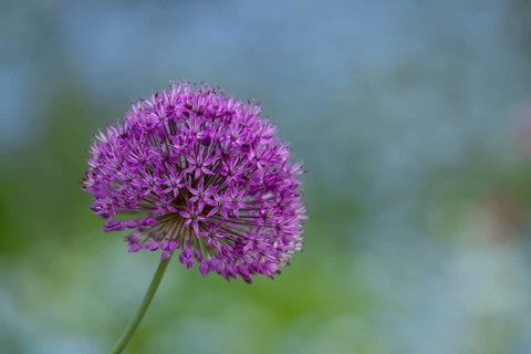Allium single purple garden flower spike in summer, England, United Kingdom