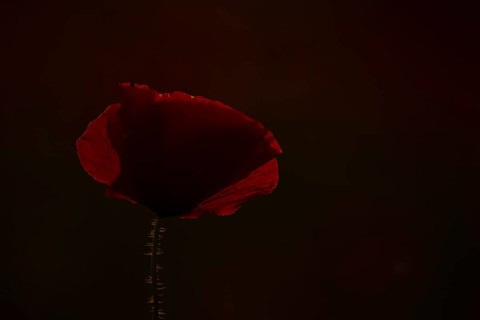 Common field poppy (Papaver rhoeas) single wildflower red flower backlit in summer, England, United