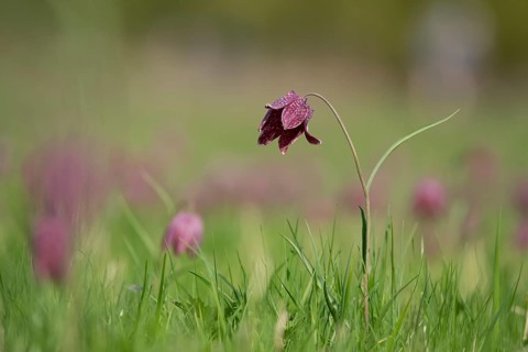 Snake's head fritillary (Fritillaria meleagris) single wildflower in a meadow of flowers in spring,