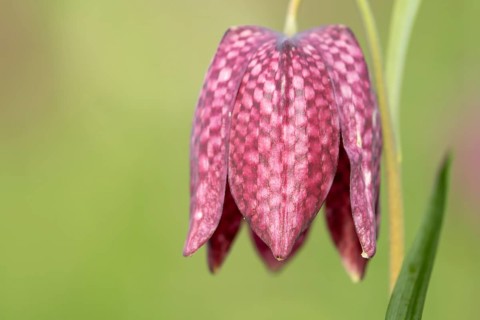 Snake's head fritillary (Fritillaria meleagris) single wildflower flower in spring, England, United