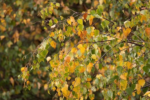 Silver birch tree (Betula pendula) with autumn colour leaves, England, United Kingdom