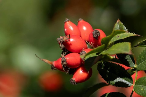 Wild or Dog rose bush plant (Rosa acicularis) with autumn colour leaves and rosehip fruit, England,
