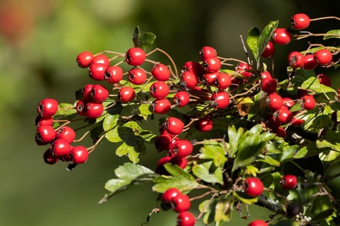 Hawthorn (Crataegus monogyna) tree in a hedgerow with red berries in autumn, England, United