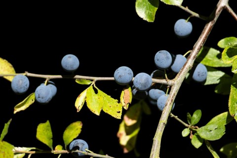 Blackthorn tree (Prunus spinosa) with autumn colour leaves and blue sloe berries, England, United