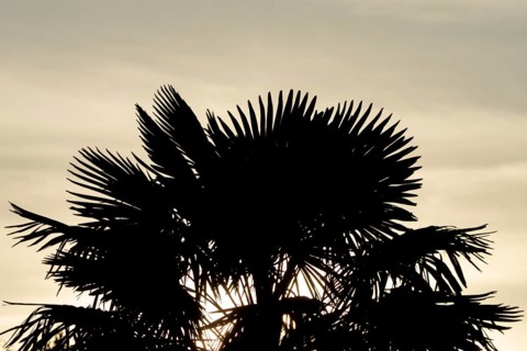 Hardy fan palm silhouette of a plant with the sunlight shining though its palms at sunrise,