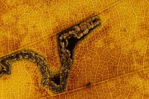 Common beech tree (Fagus sylvatica) close up of a single autumn colour leaf with the damage from a