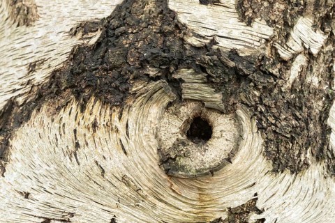 Silver birch tree (Betula pendula) close up of a hole in the bark that looks like an eye, England,