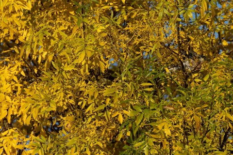 Autumn colour tree leaves on a garden bush, England, United Kingdom