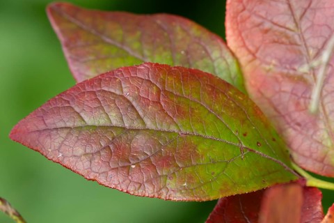 Blueberry bush (Vaccinium corymbosum) close up of a single autumn colour leaf, England, United