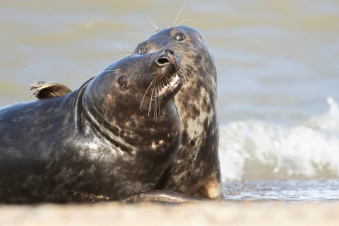 Atlantic grey seal (Halichoerus grypus) two adult marine animals playing in the breaking waves of
