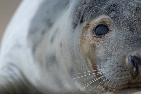 Atlantic grey seal (Halichoerus grypus) adult animal head portrait in winter, Norfolk, England,