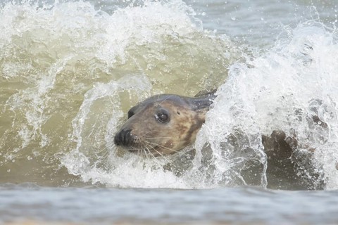 Atlantic grey seal (Halichoerus grypus) adult marine animal surfing in the breaking waves of the