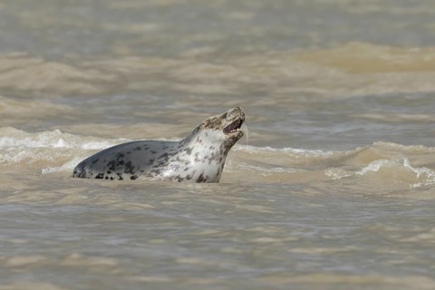 Atlantic grey seal (Halichoerus grypus) adult marine animal in the sea on a coastline, Norfolk,