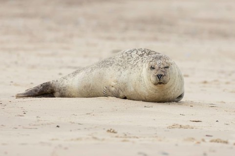 Common or Harbour or Harbor seal (Phoca vitulina) adult animal sleeping on a beach, Norfolk,