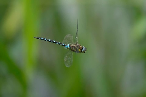 Migrant hawker dragonfly (Aeshna mixta) adult insect flying in summer, England, United Kingdom