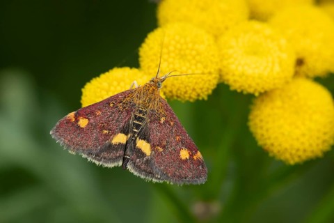 Mint moth (Pyrausta aurata) adult insect feeding on garden Tansy herb plant flowers in summer,