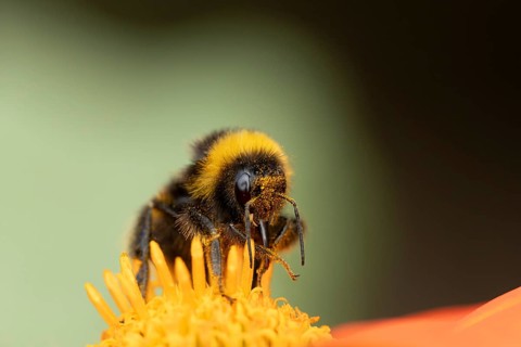 White tailed bumblebee (Bombus lucorum) adult bee insect feeding on a garden Mexican sunflower