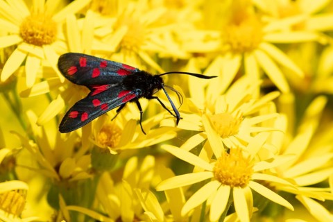 Six spot burnet moth (Zygaena filipendulae) adult insect feeding on Ragwort flowers in summer,