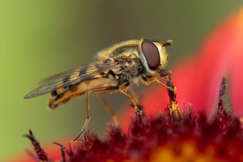 Common hoverfly (Eupeodes corollae) adult insect feeding on garden Blanket flower (Gaillardia spp.)