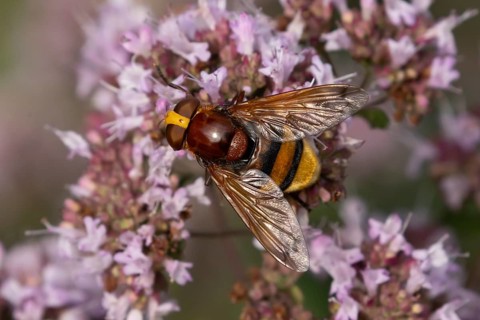 Hornet mimic fly (Volucella zonaria) adult insect feeding on garden Wild marjoram or Oregano plant