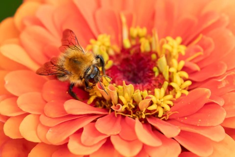 Common carder bumblebee (Bombus pascuorum) adult bee insect feeding on a garden Zinnia flower in