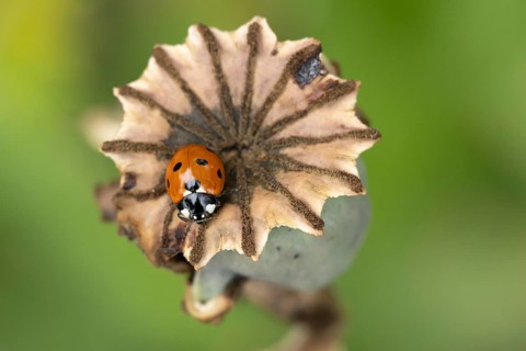 Seven-spot ladybird or Ladybug (Coccinella septempunctata) adult insect on a garden poppy seedhead
