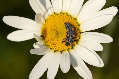 Seven-spot ladybird or Ladybug (Coccinella septempunctata) adult insect larva on a Oxeye daisy