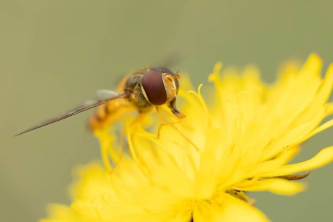 Common hoverfly (Eupeodes corollae) adult insect feeding on Dandelion plant flower in summer,