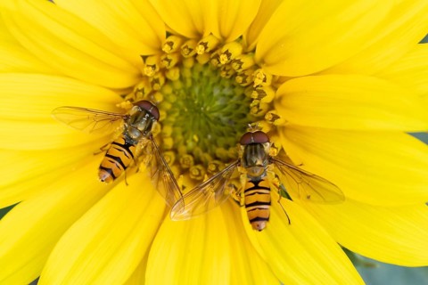 Common hoverfly (Eupeodes corollae) two adult insects feeding on garden sunflower plant flower in