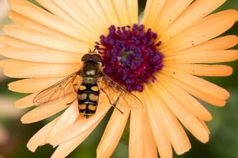 Common hoverfly (Eupeodes corollae) adult insect feeding on garden daisy plant flower in summer,