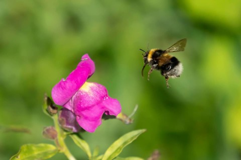 Garden bumblebee (Bombus hortorum) adult bee insect flying towards a garden Snapdragon (Antirrhinum