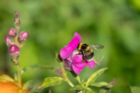 Garden bumblebee (Bombus hortorum) adult bee insect feeding on a garden Snapdragon (Antirrhinum spp