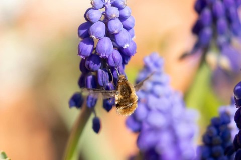Bee fly (Bombylius major) adult insect feeding on a garden Grape hyacinth or muscari flower in