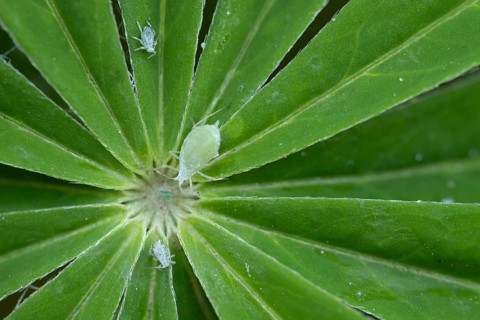Lupin aphid (Macrosiphum albifrons) adult insects on a garden Lupin plant leaf in summer, England,