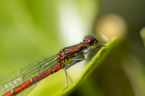 Large red damselfly (Pyrrhosoma nymphula) adult insect resting on a plant leaf in summer, England,