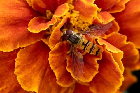 Common hoverfly (Eupeodes corollae) adult insect feeding on garden French marigold plant flower in