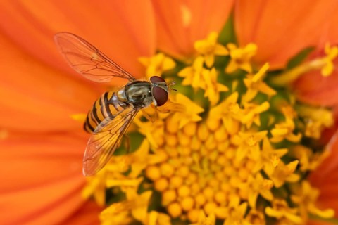 Common hoverfly (Eupeodes corollae) adult insect feeding on garden Mexican sunflower (Tithonia spp)