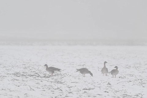 Bean geese (Anser fabalis) in the snow, Emsland, Lower Saxony, Germany