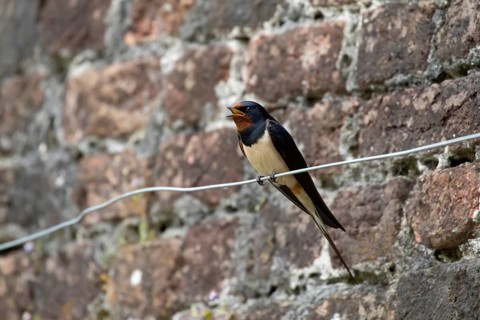 Barn swallow (Hirundo rustica) adult bird singing in summer, England, United Kingdom