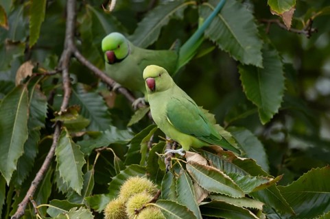 Ring-necked or Rose-ringed parakeet (Psittacula krameri) adult parrot bird in a Sweet chesnut tree