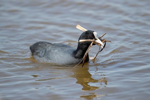 Eurasian coot (Fulica atra) adult water bird with nest material in its beak in spring, RSPB