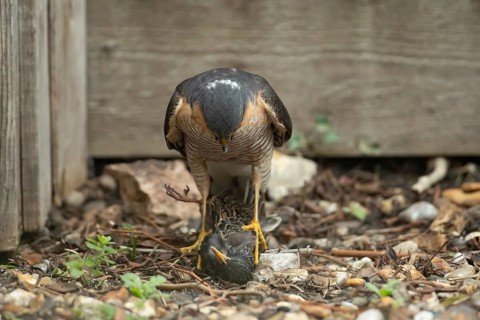 Eurasian sparrowhawk (Accipiter nisus) adult male bird of prey standing over its prey of a starling