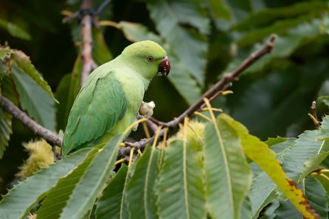 Ring-necked or Rose-ringed parakeet (Psittacula krameri) adult parrot bird feeding in a Sweet