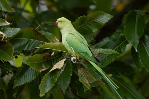 Ring-necked or Rose-ringed parakeet (Psittacula krameri) adult parrot bird feeding in a nut of a