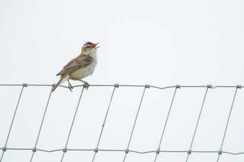 Reed warbler (Acrocephalus scirpaceus) adult bird singing from a metal fence in summer, England,